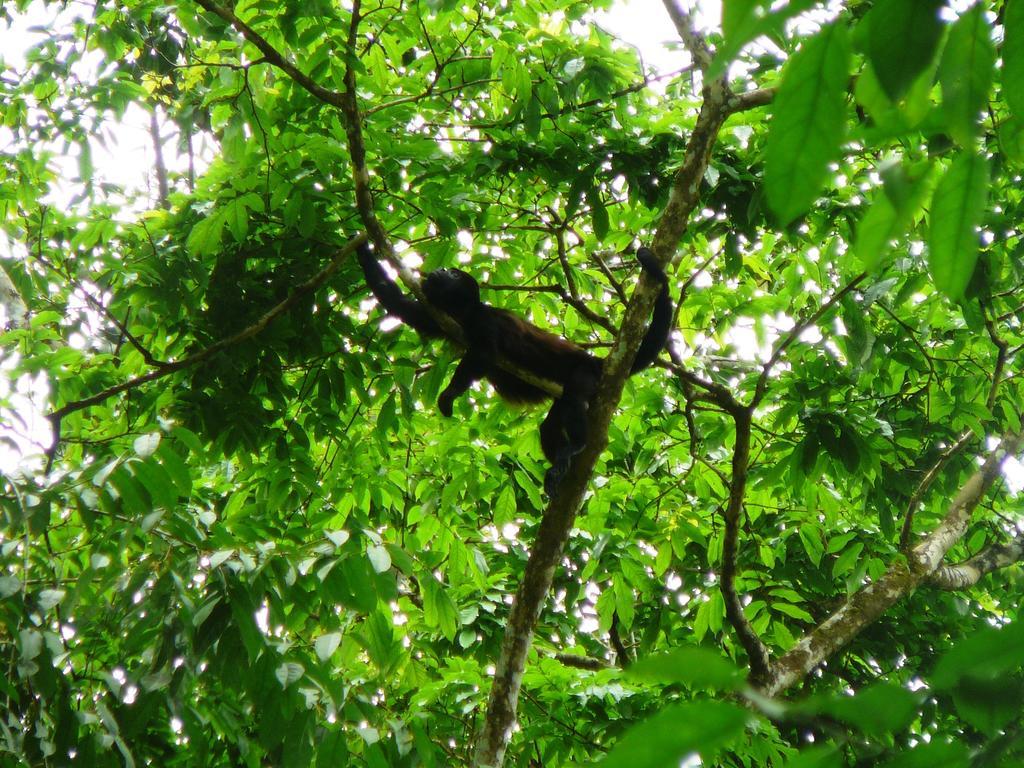 Casa Lina Sloth View Exotic Apartment With Privat Kitchen Puerto Viejo de Talamanca Chambre photo